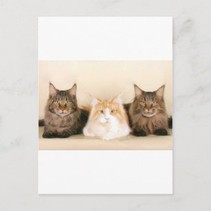 Tarjeta postal para gatos Maine coon