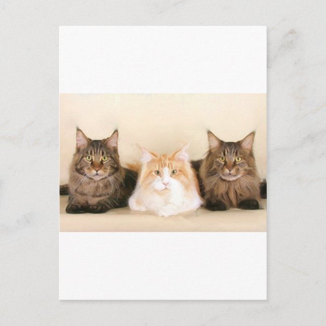 Tarjeta postal para gatos Maine coon (Anverso)