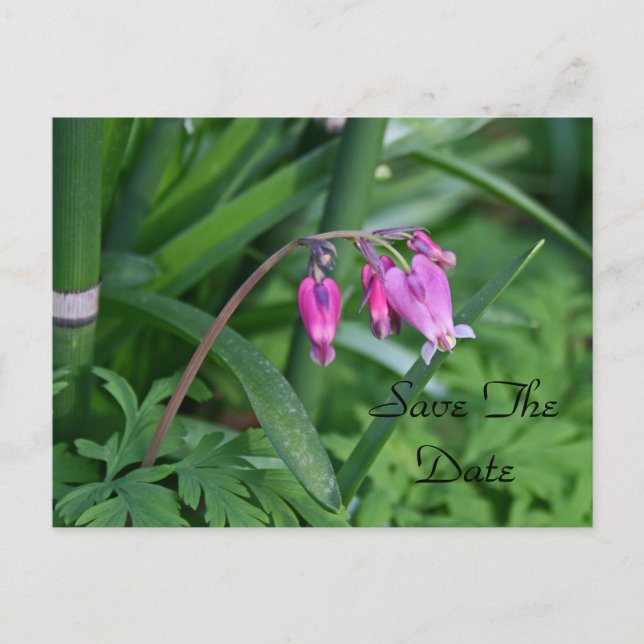 Tarjeta postal para guardar la fecha (Anverso)