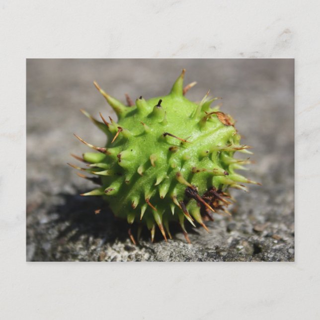 Tarjeta postal para iPhone de castaño de caballo (Anverso)