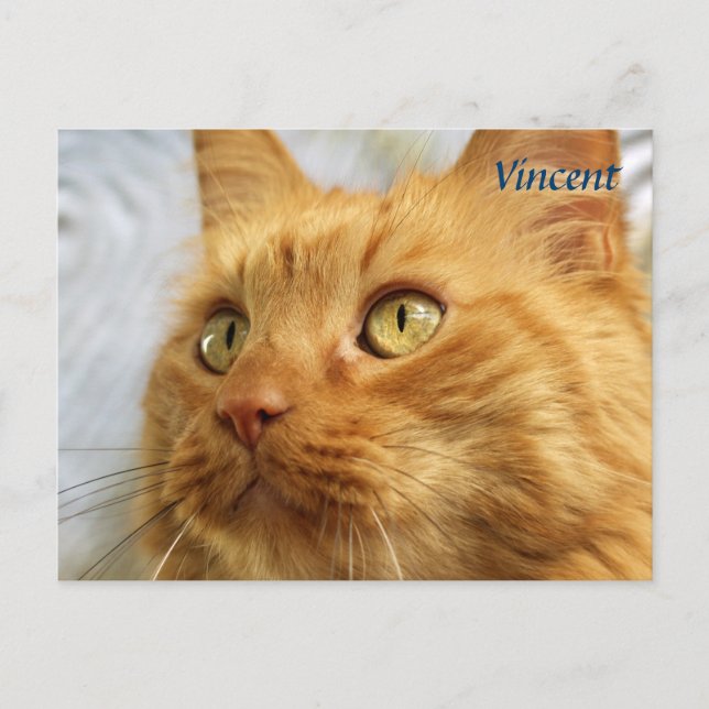 Tarjeta postal para naranja Maine Coon (Anverso)