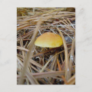 Tarjeta postal para OBX del hongo naranja Brown