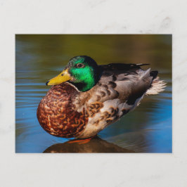 Tarjeta postal para retrato de Mallard