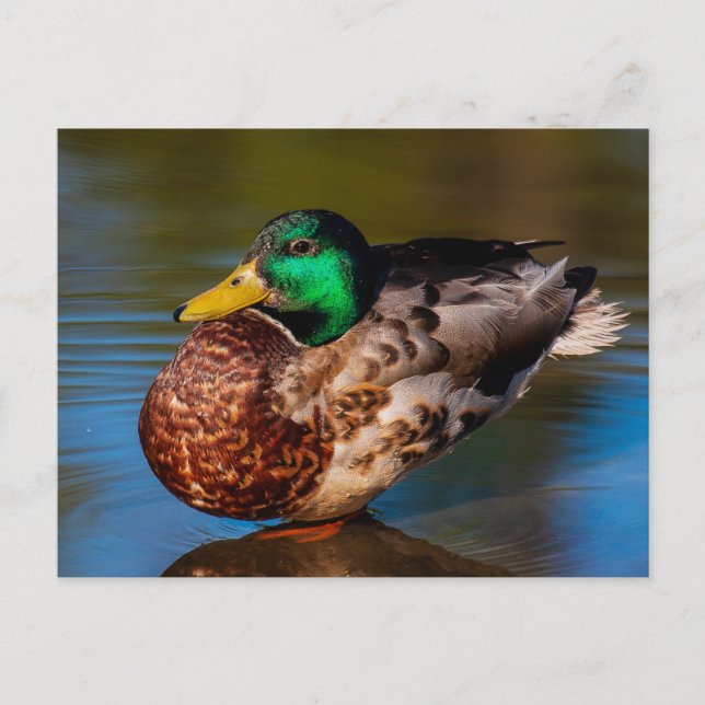 Tarjeta postal para retrato de Mallard (Anverso)