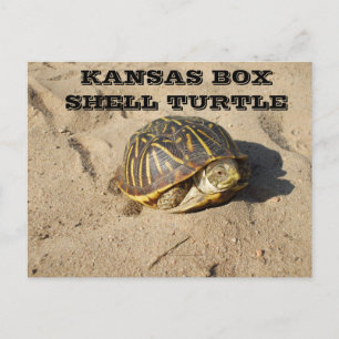 Tarjeta postal para tortugas de Kansas Country Box