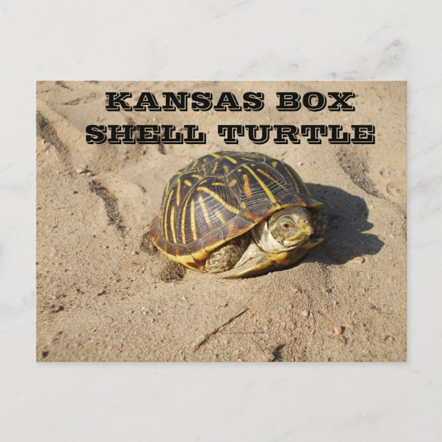 Tarjeta postal para tortugas de Kansas Country Box (Anverso)
