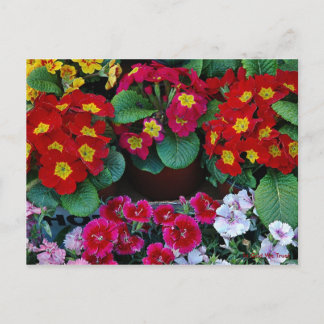 Tarjeta postal para viajes 4