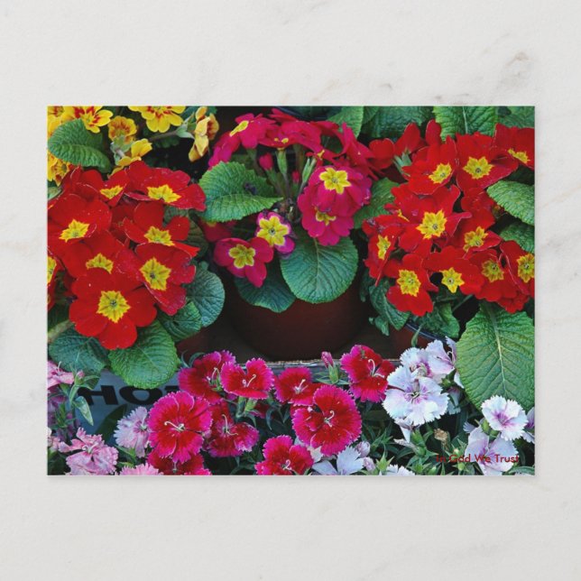 Tarjeta postal para viajes 4 (Anverso)