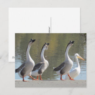 Tarjeta postal - Paseando junto al lago