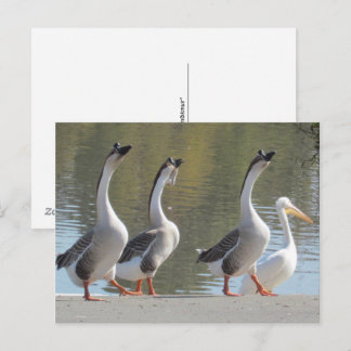 Tarjeta postal - Paseando junto al lago