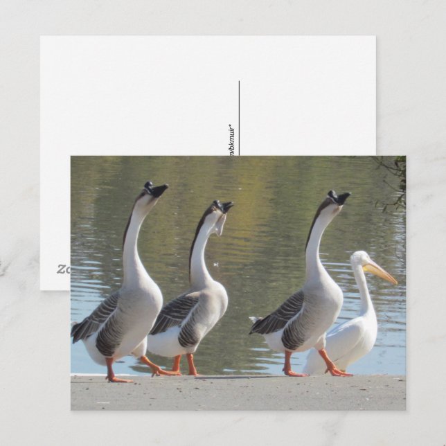 Tarjeta postal - Paseando junto al lago (Anverso / Reverso)
