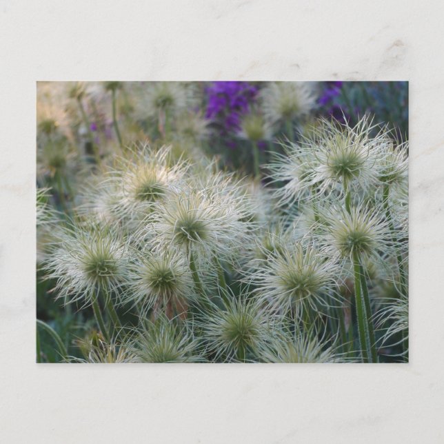 Tarjeta postal Pasque Flower SeHeads (Anverso)