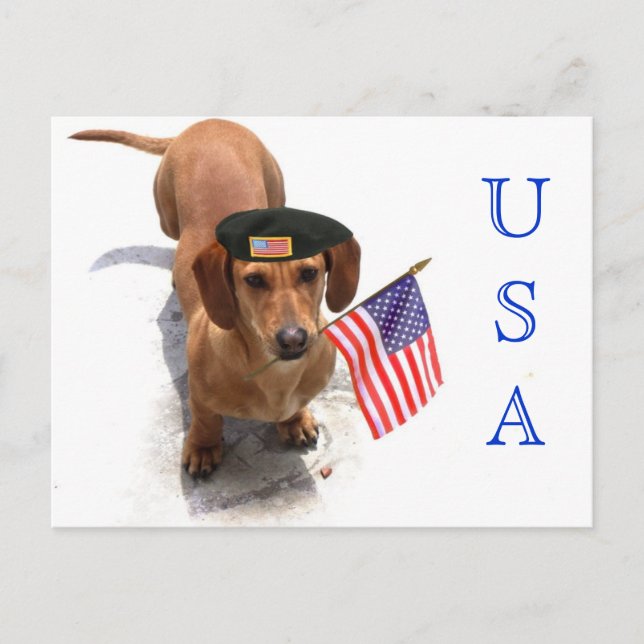tarjeta postal Patriotic dachshund de los Estados  (Anverso)