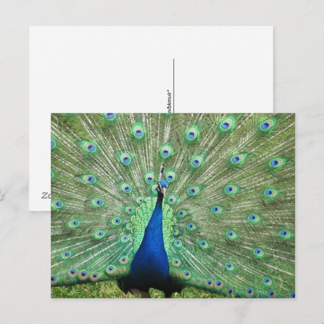 Tarjeta postal - Pavo real con cola desplegada (Anverso / Reverso)