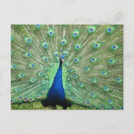 Tarjeta postal - Pavo real con cola desplegada