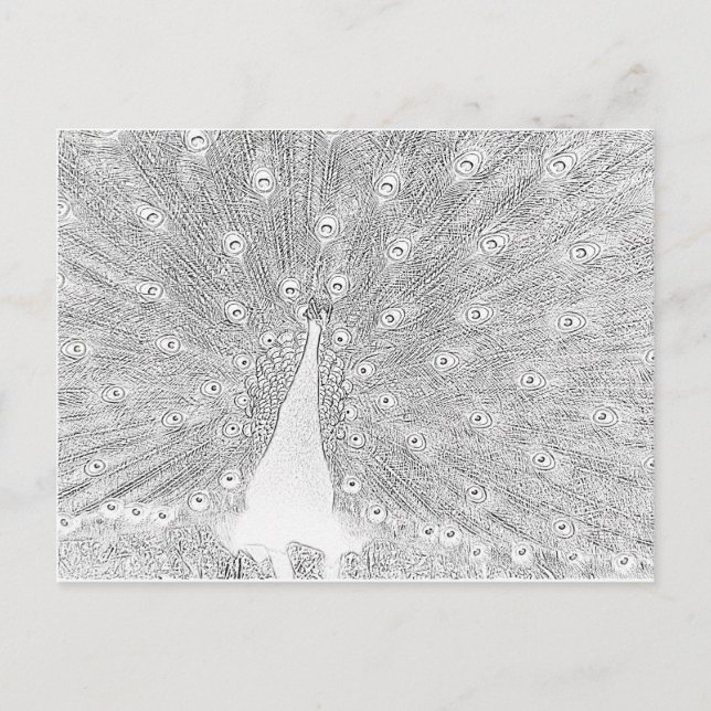 Tarjeta postal - Pavo real para colorear (Anverso)