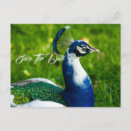 Tarjeta Postal Pavo Real Salva La Fecha