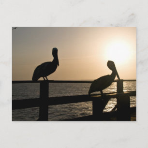 Tarjeta postal Pelican