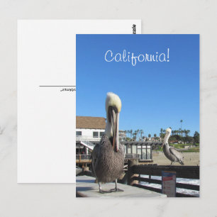 Tarjeta postal - Pelícanos en el muelle