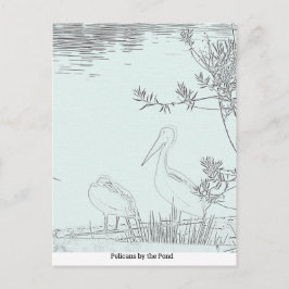 Tarjeta postal - Pelícanos junto al estanque