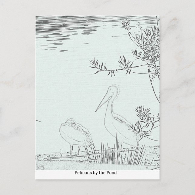 Tarjeta postal - Pelícanos junto al estanque (Anverso)