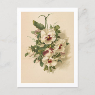 Tarjeta postal: Pensamientos blancos y morados