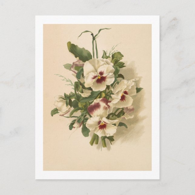 Tarjeta postal: Pensamientos blancos y morados (Anverso)