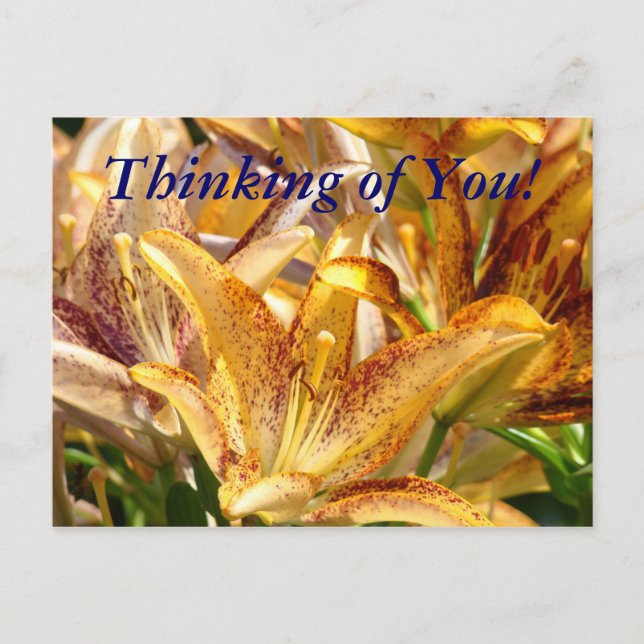 Tarjeta postal ¡Pensando en Ti! Flores de Lirio Na (Anverso)