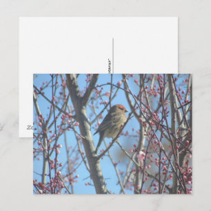 Tarjeta postal - Percha de primavera