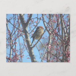 Tarjeta postal - Percha de primavera