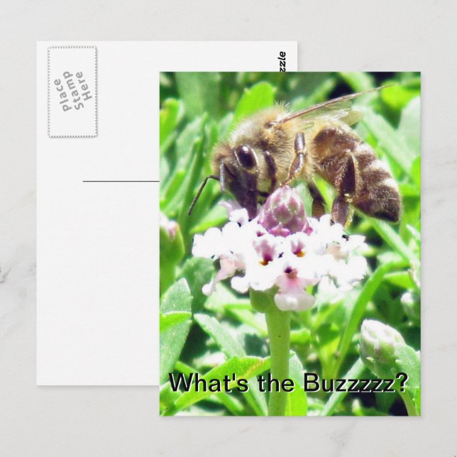 Tarjeta postal - Perfil de abeja melífera (Anverso / Reverso)