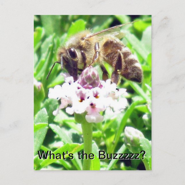Tarjeta postal - Perfil de abeja melífera (Anverso)