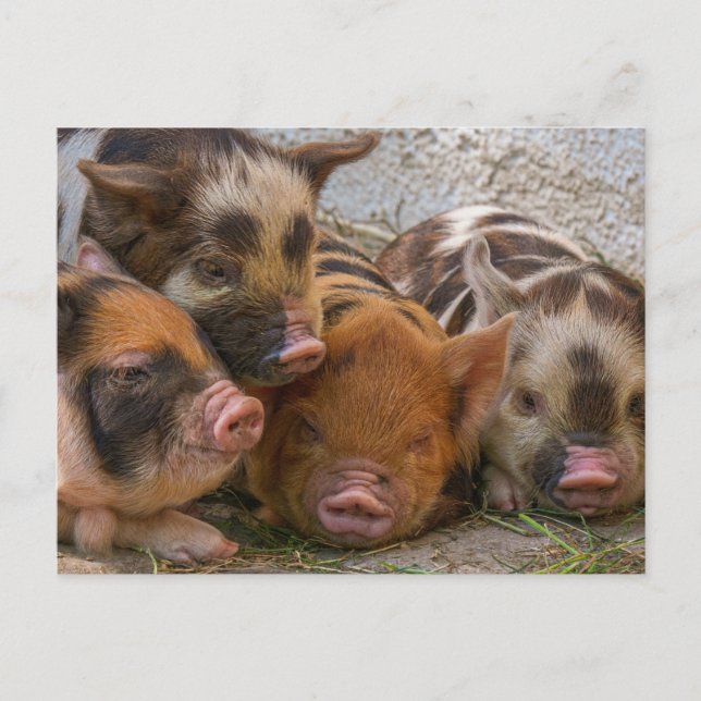 Tarjeta Postal Personalizada con tu Propia Foto y  (Anverso)