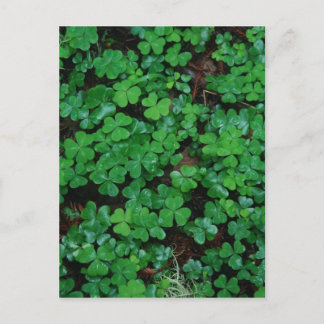 Tarjeta postal Personalizado de Clovers