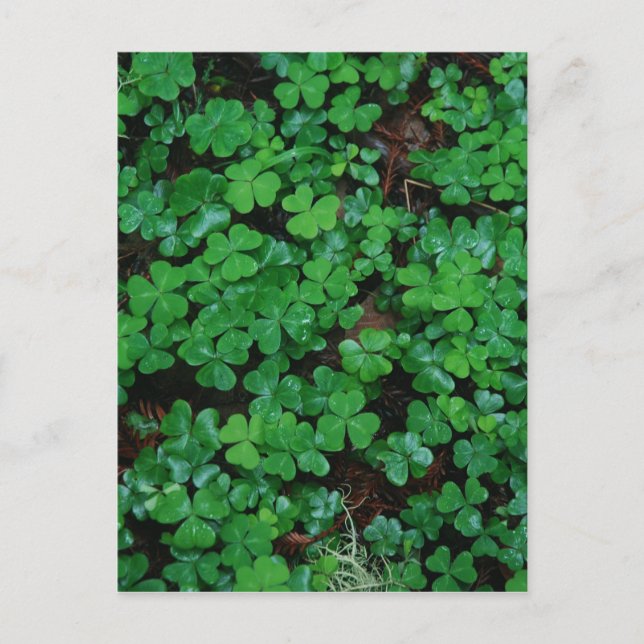 Tarjeta postal Personalizado de Clovers (Anverso)
