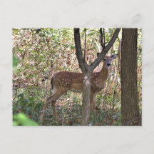 Tarjeta postal Philly Whitetail Fawn