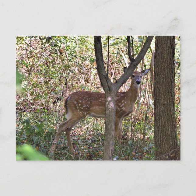 Tarjeta postal Philly Whitetail Fawn (Anverso)
