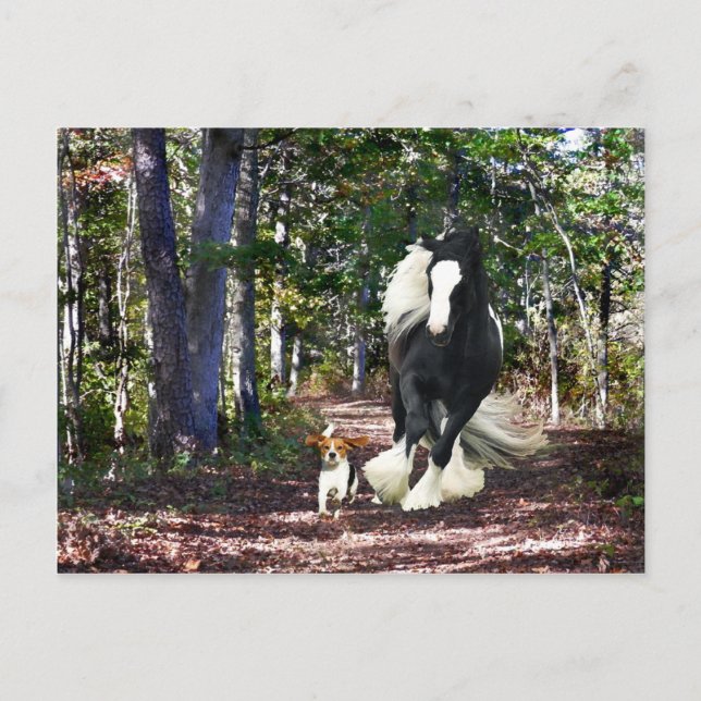 Tarjeta postal "Pine Barrens Run" (Anverso)