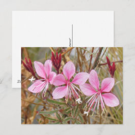 Tarjeta postal - Pink Guara