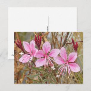 Tarjeta postal - Pink Guara