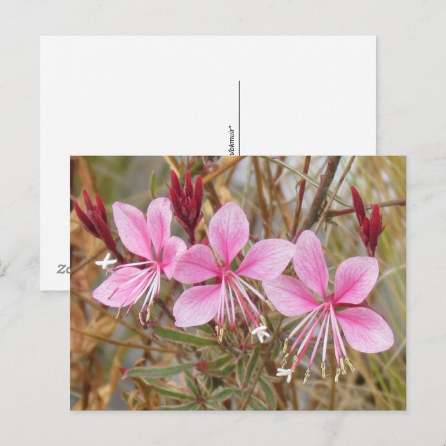 Tarjeta postal - Pink Guara (Anverso / Reverso)