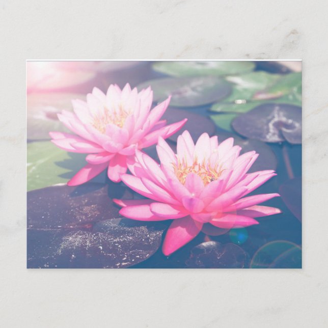 TARJETA POSTAL PINK LOTUS (Anverso)