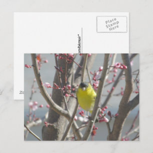Tarjeta postal - Pinzón Amarillo en Cerezo