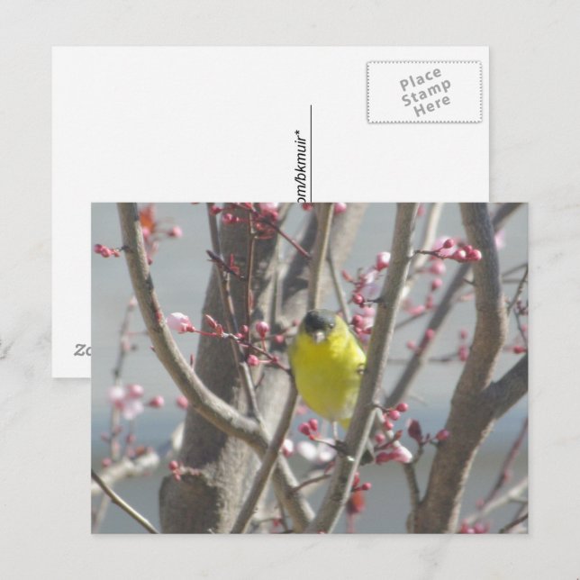 Tarjeta postal - Pinzón Amarillo en Cerezo (Anverso / Reverso)