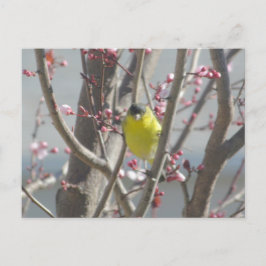 Tarjeta postal - Pinzón Amarillo en Cerezo