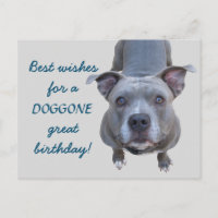 Tarjeta postal Pitbull Doggone Great Birday