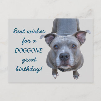 Tarjeta postal Pitbull Doggone Great Birday