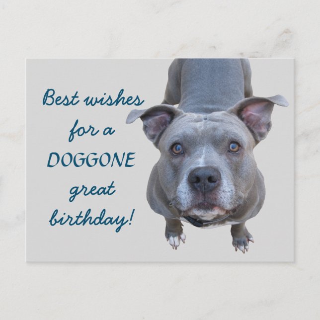 Tarjeta postal Pitbull Doggone Great Birday (Anverso)