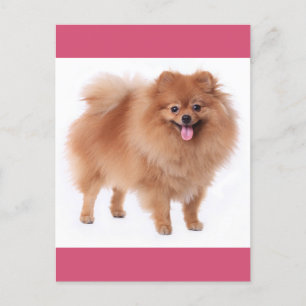 Tarjeta postal pomerania de perro en blanco