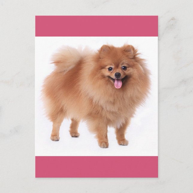 Tarjeta postal pomerania de perro en blanco (Anverso)